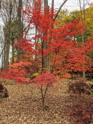 巢湖龜山公園裡的樹木有沒有種過日本紅葉?